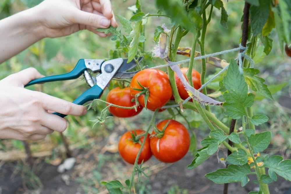 Woman,Holds,A,Bunch,Of,Tomatoes,In,One,Hand,And