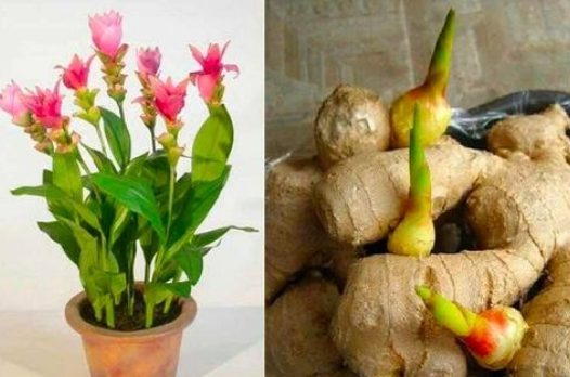 Vettem a boltban gyömbért és elültettem: ilyen gyorsan növő és gyönyörű növényt még nem láttam! Elárulom a trükköt!