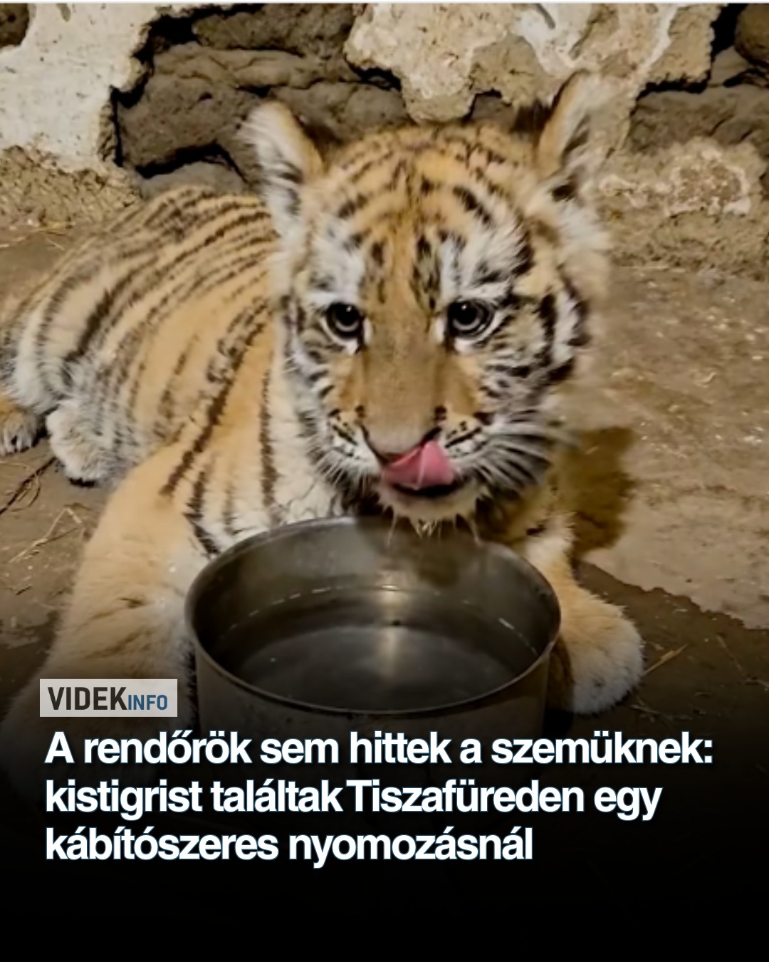 A rendőrök sem hittek a szemüknek: kistigrist találtak Tiszafüreden egy kábítószeres nyomozásnál