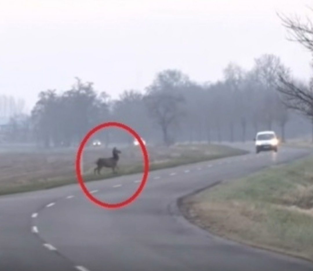 Figyeld! Intett a főszarvas, hogy át akarnak kelni az úton – és meg is kapták az elsőbbséget