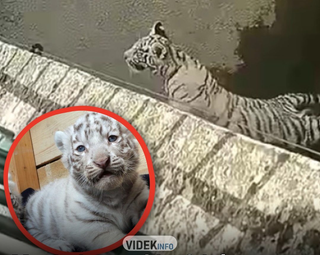 Meghalt egy ritka fehér tigriskölyök Királyiban, nem hiszed el mit dobtak be neki a látogatók ami a vesztét okozta