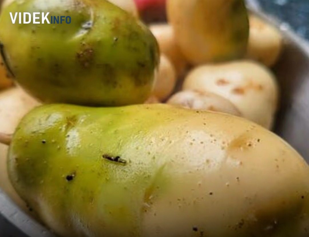 Ha ilyen a krumpli, azonnal dobd ki, mert mérgező lehet!