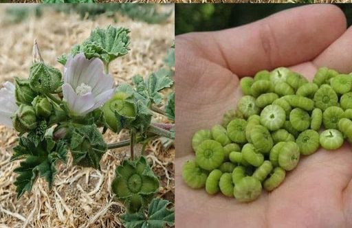 Tudod mi ez a növény? Régen sokat ettük úgy, hogy nem is tudtuk milyen hatása van.