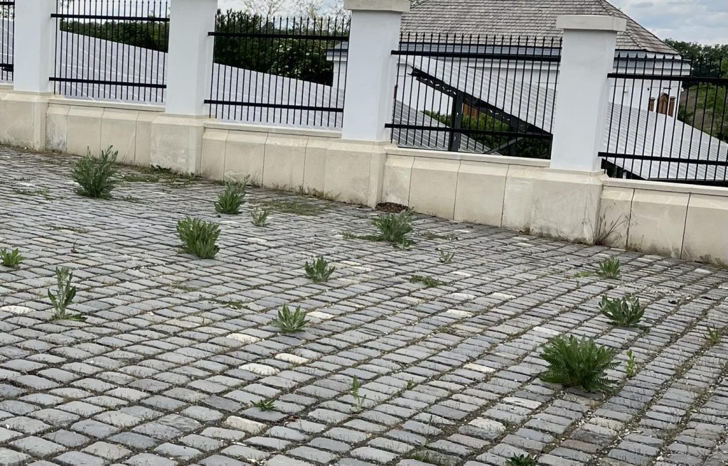 Szörnyűséget fotóztak Hatvanpusztán, döbbenetes mi történt a csodálatos majorsággal