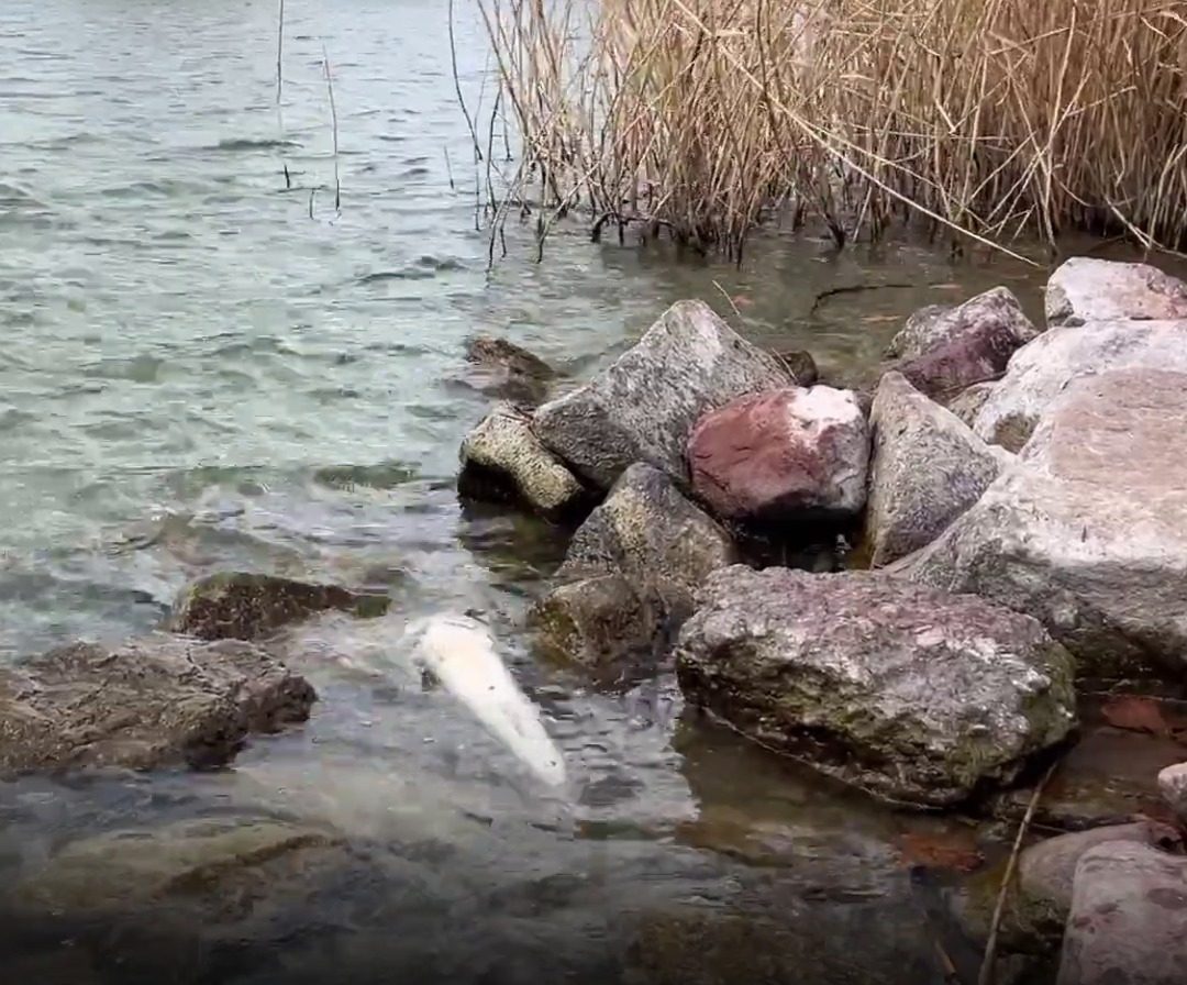Óriási a baj a Balatonnál: Szigorú korlátozás lépett életbe